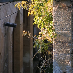 Murs de citadelle et plantes sauvages - France  - collection de photos clin d'oeil, catégorie rues